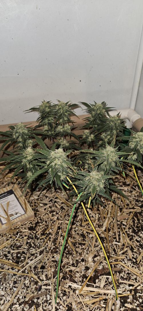 Green Poison SweetSeeds-ACE Zamaldelica. Week 15 - Zamaldelica 1 - Day 79