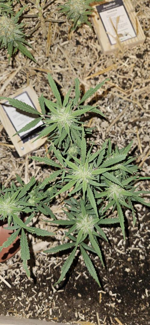 Green Poison SweetSeeds-ACE Zamaldelica. Week 15 - Zamaldelica 2 - Day 79