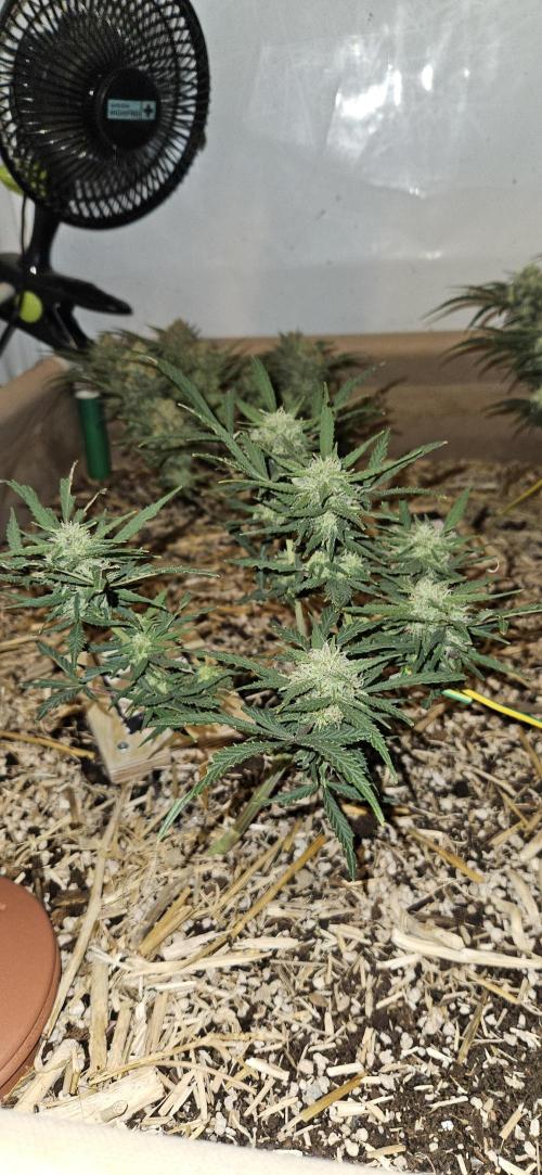 Green Poison SweetSeeds-ACE Zamaldelica. Week 15 - Zamaldelica 2 - Day 79