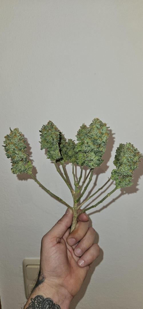 Green Poison SweetSeeds-ACE Zamaldelica. Week 16 - Green Poison Day 101 Harvest