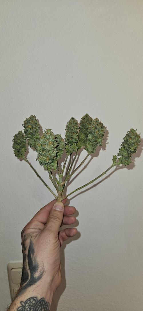 Green Poison SweetSeeds-ACE Zamaldelica. Week 16 - Green Poison Day 101 Harvest