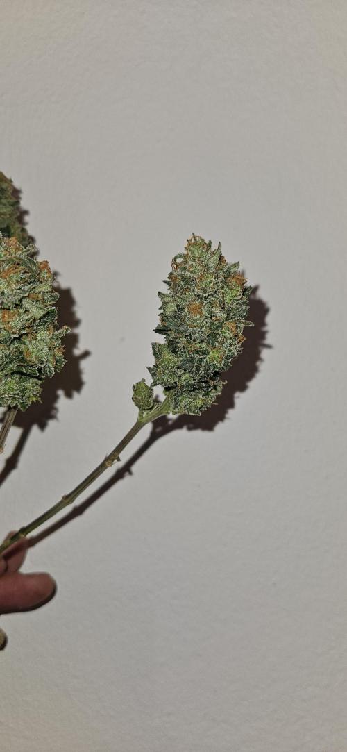 Green Poison SweetSeeds-ACE Zamaldelica. Week 16 - Green Poison Day 101 Harvest