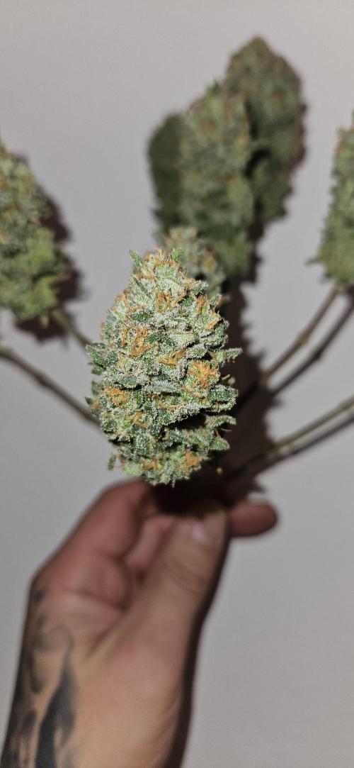 Green Poison SweetSeeds-ACE Zamaldelica. Week 16 - Green Poison Day 101 Harvest