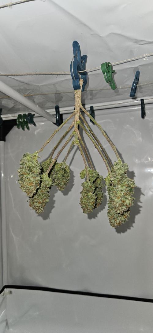 Green Poison SweetSeeds-ACE Zamaldelica. Week 16 - Green Poison Day 101 Harvest