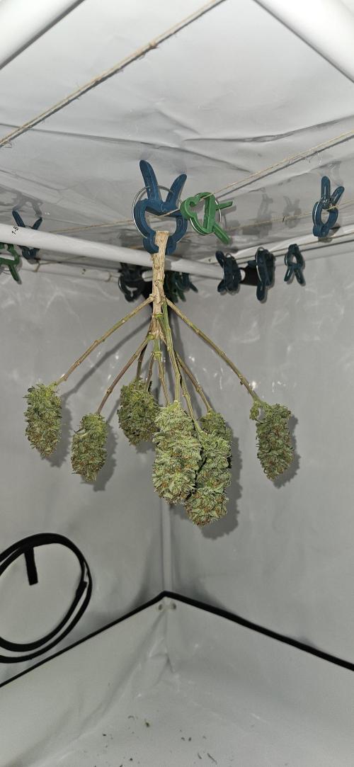 Green Poison SweetSeeds-ACE Zamaldelica. Week 16 - Green Poison Day 101 Harvest