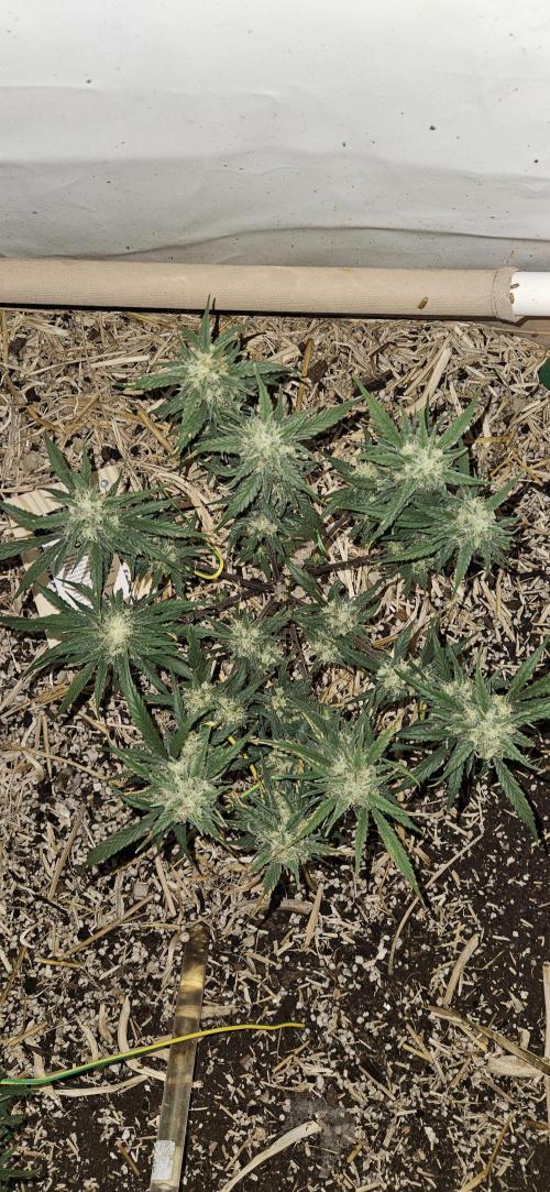 Green Poison SweetSeeds-ACE Zamaldelica. Week 15 - Zamaldelica 1 - Day 82