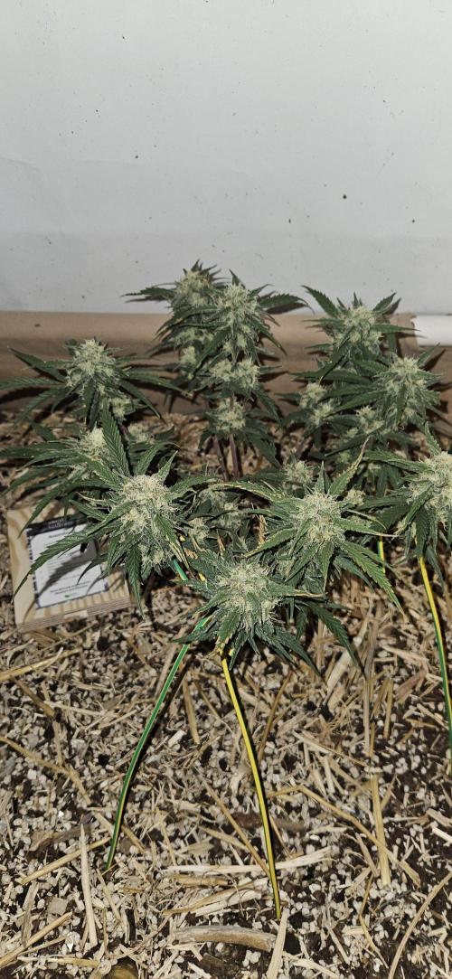 Green Poison SweetSeeds-ACE Zamaldelica. Week 15 - Zamaldelica 1 - Day 82