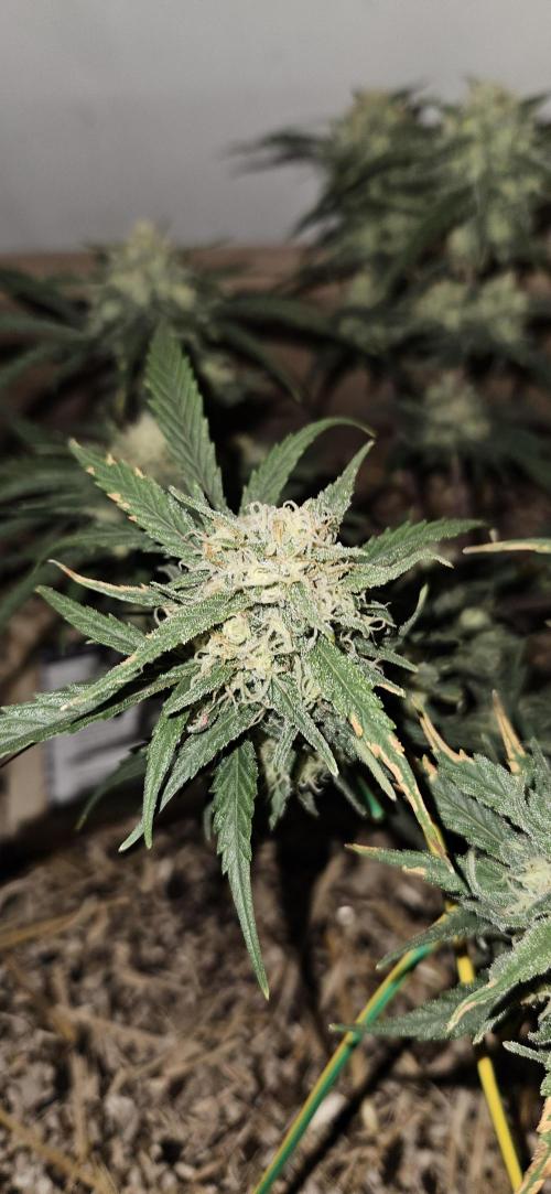 Green Poison SweetSeeds-ACE Zamaldelica. Week 15 - Zamaldelica 1 - Day 82