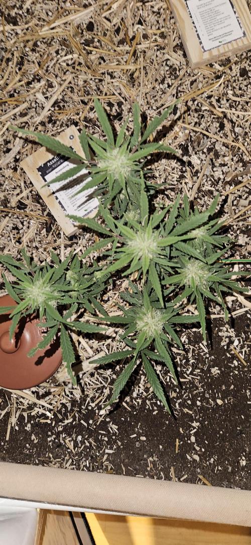 Green Poison SweetSeeds-ACE Zamaldelica. Week 15 - Zamaldelica 2 - Day 82