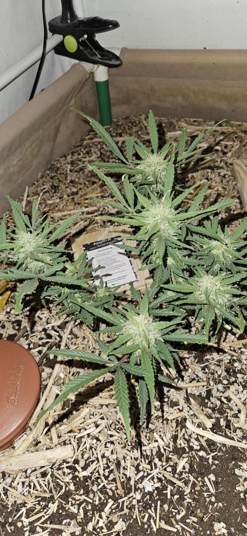 Green Poison SweetSeeds-ACE Zamaldelica. Week 15 - Zamaldelica 2 - Day 82