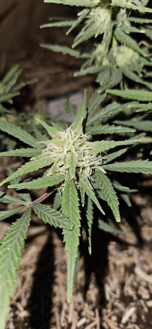 Green Poison SweetSeeds-ACE Zamaldelica. Week 15 - Zamaldelica 2 - Day 82