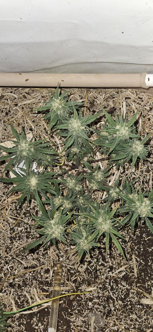 Green Poison SweetSeeds-ACE Zamaldelica. Week 15 - Zamaldelica 1 - Day 84