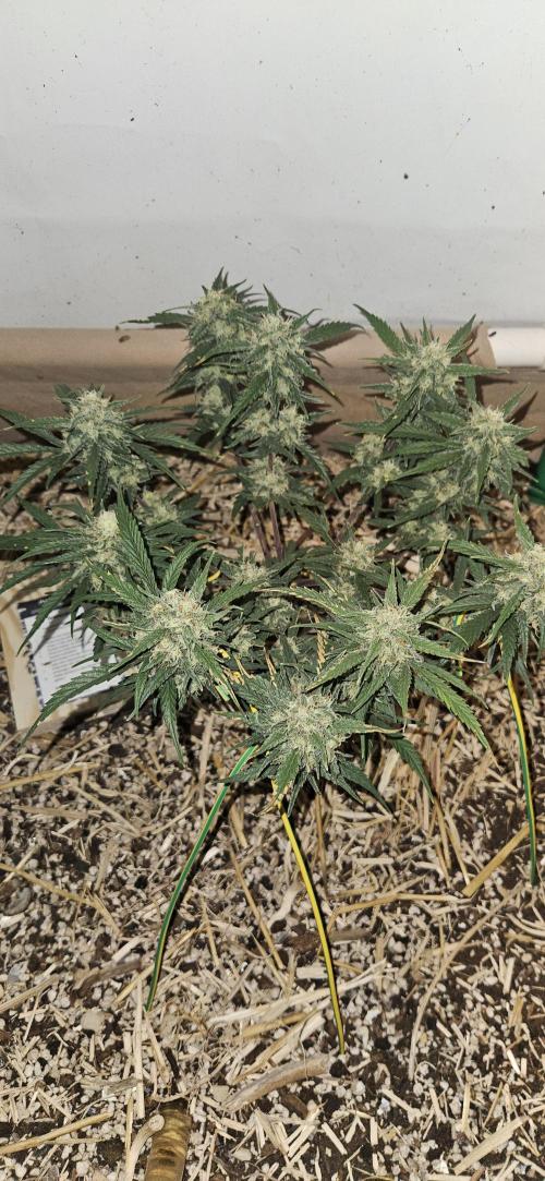 Green Poison SweetSeeds-ACE Zamaldelica. Week 15 - Zamaldelica 1 - Day 84