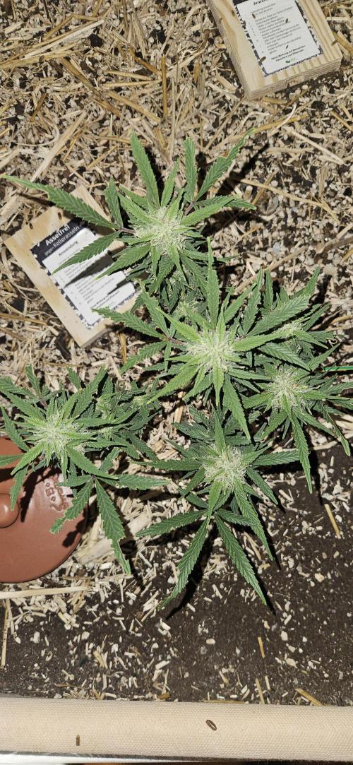 Green Poison SweetSeeds-ACE Zamaldelica. Week 15 - Zamaldelica 2 - Day 84