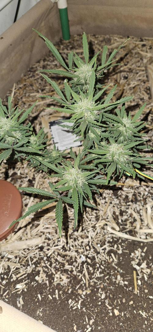 Green Poison SweetSeeds-ACE Zamaldelica. Week 15 - Zamaldelica 2 - Day 84