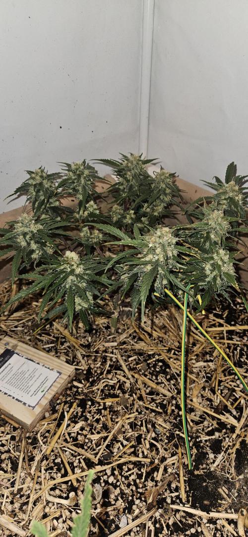 Green Poison SweetSeeds-ACE Zamaldelica. Week 16 - Zamaldelica 1 - Day 86