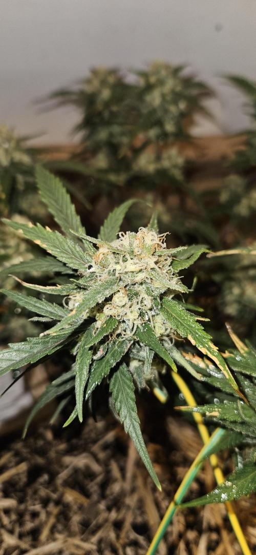 Green Poison SweetSeeds-ACE Zamaldelica. Week 16 - Zamaldelica 1 - Day 86