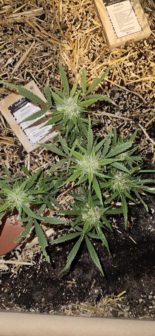 Green Poison SweetSeeds-ACE Zamaldelica. Week 16 - Zamaldelica 2 - Day 86