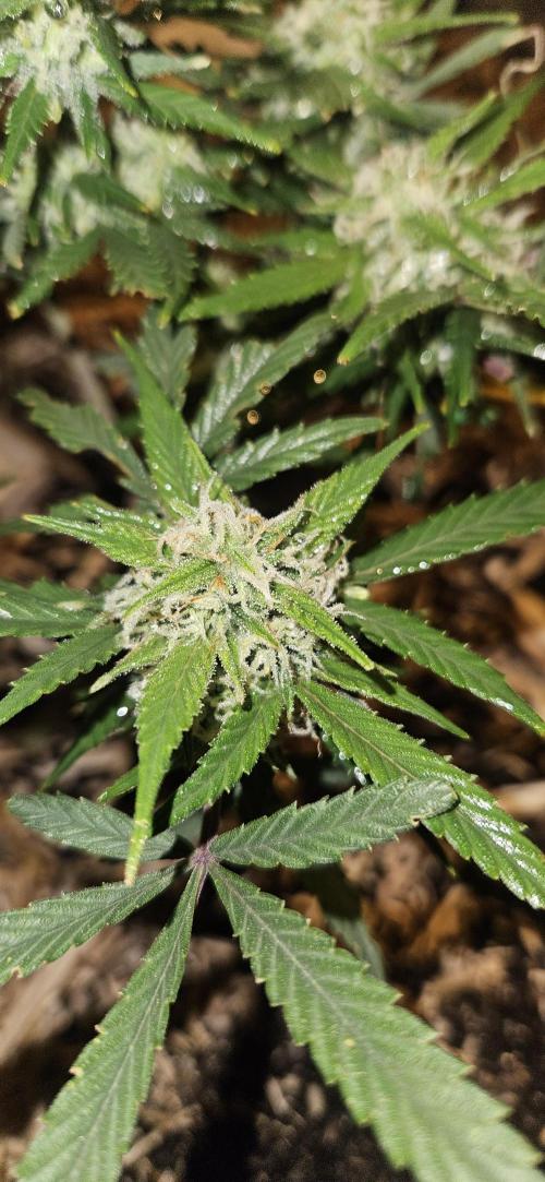 Green Poison SweetSeeds-ACE Zamaldelica. Week 16 - Zamaldelica 2 - Day 86