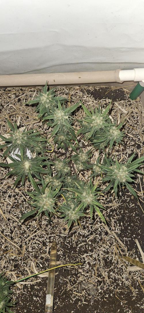 Green Poison SweetSeeds-ACE Zamaldelica. Week 16 - Zamaldelica 1 - Day 89