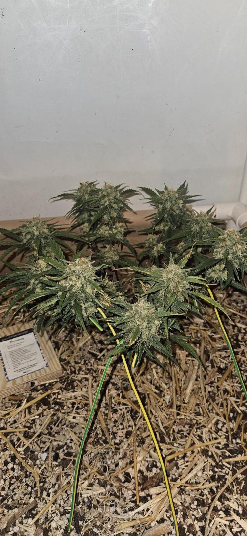 Green Poison SweetSeeds-ACE Zamaldelica. Week 16 - Zamaldelica 1 - Day 89