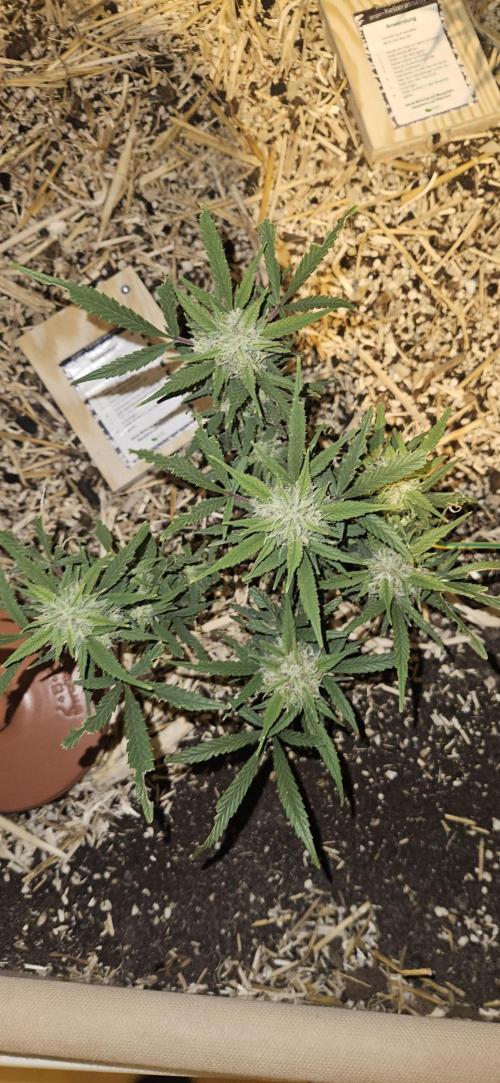 Green Poison SweetSeeds-ACE Zamaldelica. Week 16 - Zamaldelica 2 - Day 89