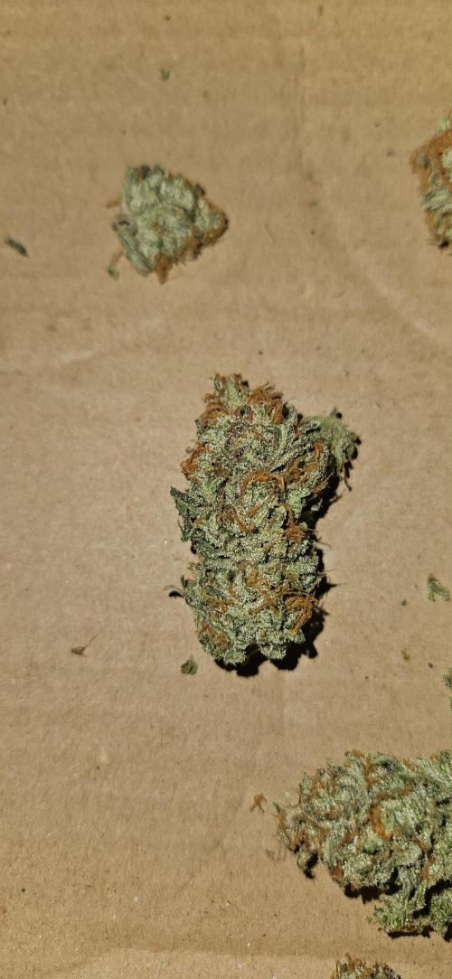 Green Poison SweetSeeds-ACE Zamaldelica. Week 16