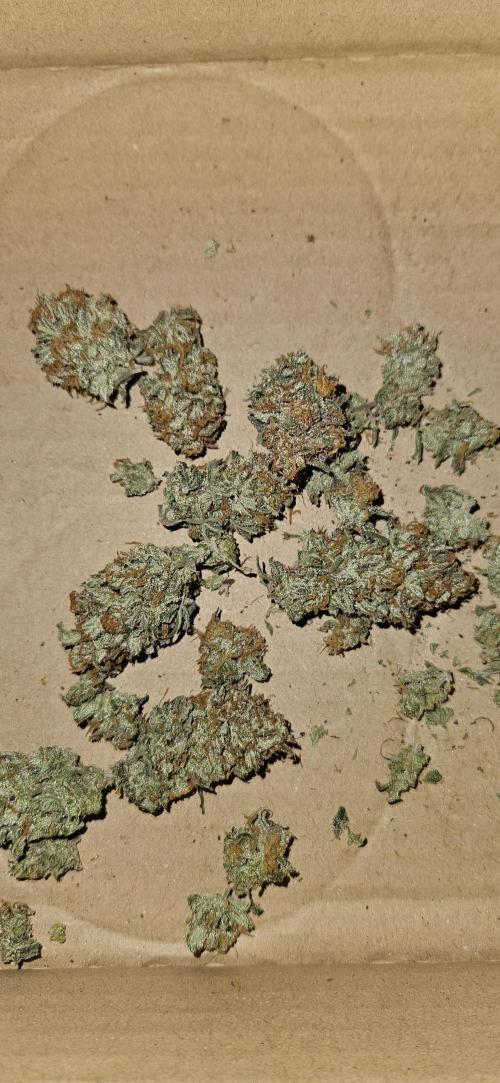 Green Poison SweetSeeds-ACE Zamaldelica. Week 16