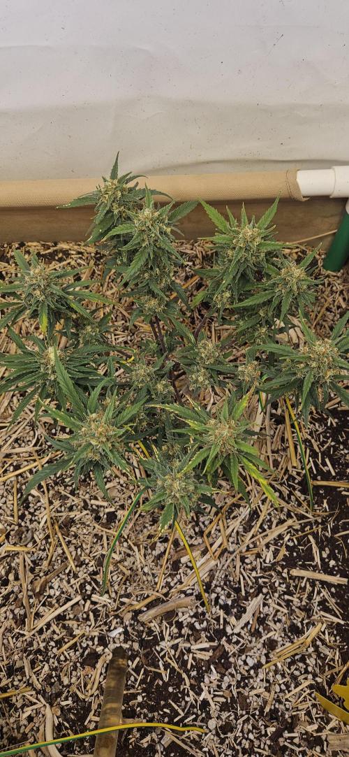 Green Poison SweetSeeds-ACE Zamaldelica. Week 17 - Zamaldelica 1 - Day 90