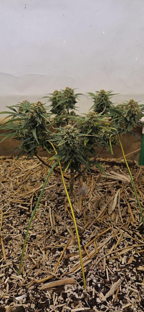 Green Poison SweetSeeds-ACE Zamaldelica. Week 17 - Zamaldelica 1 - Day 90