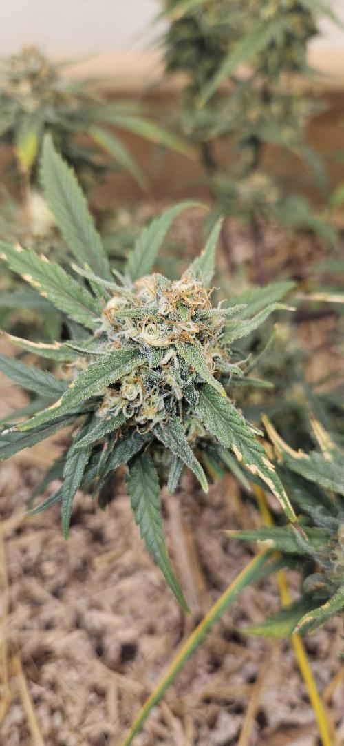 Green Poison SweetSeeds-ACE Zamaldelica. Week 17 - Zamaldelica 1 - Day 90