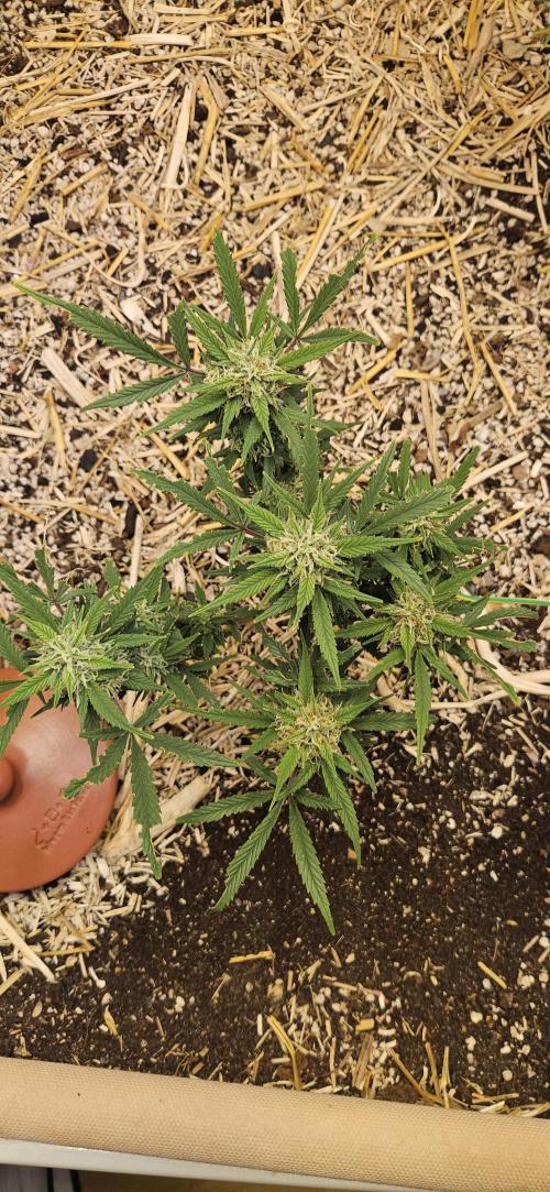 Green Poison SweetSeeds-ACE Zamaldelica. Week 17 - Zamaldelica 2 - Day 90