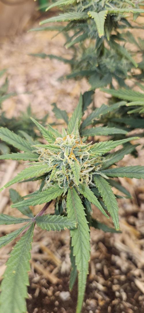 Green Poison SweetSeeds-ACE Zamaldelica. Week 17 - Zamaldelica 2 - Day 90