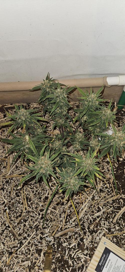 Green Poison SweetSeeds-ACE Zamaldelica. Week 17 - Zamaldelica 1 - Day 93