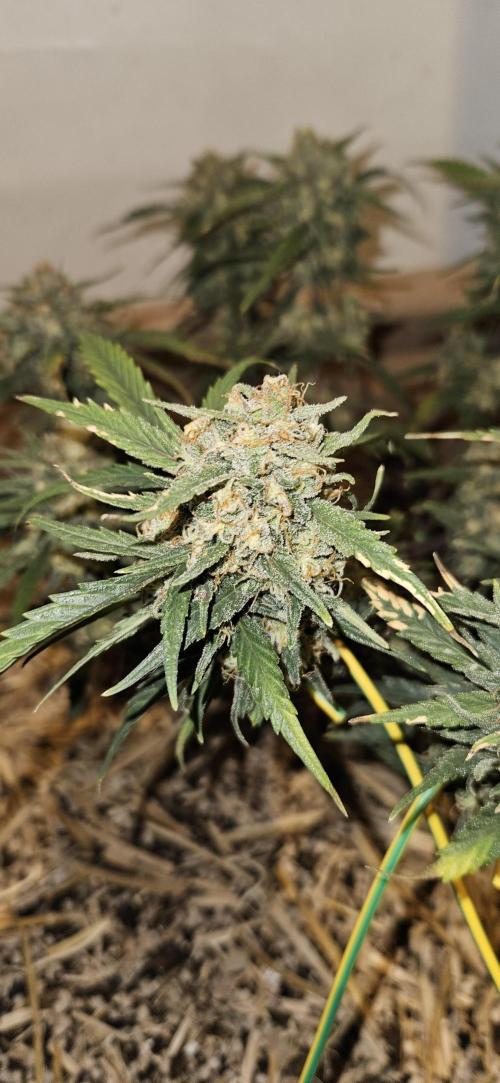 Green Poison SweetSeeds-ACE Zamaldelica. Week 17 - Zamaldelica 1 - Day 93