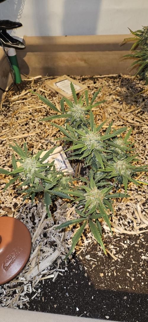 Green Poison SweetSeeds-ACE Zamaldelica. Week 17 - Zamaldelica 2 - Day 93