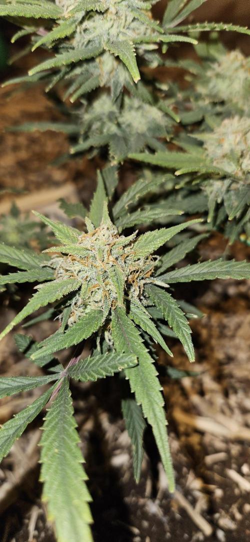 Green Poison SweetSeeds-ACE Zamaldelica. Week 17 - Zamaldelica 2 - Day 93