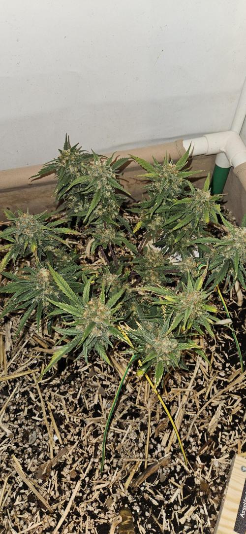Green Poison SweetSeeds-ACE Zamaldelica. Week 17 - Zamaldelica 1 - Day 95