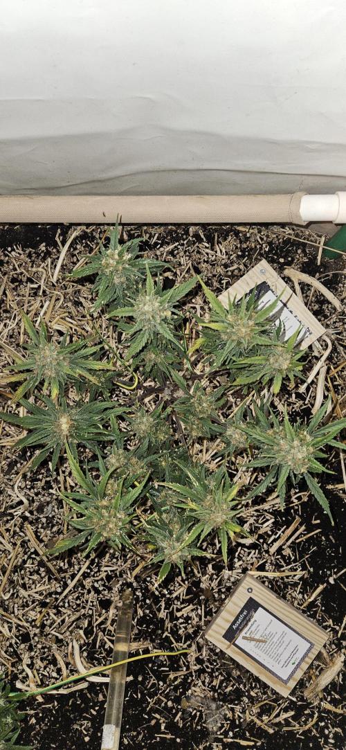 Green Poison SweetSeeds-ACE Zamaldelica. Week 17 - Zamaldelica 1 - Day 95