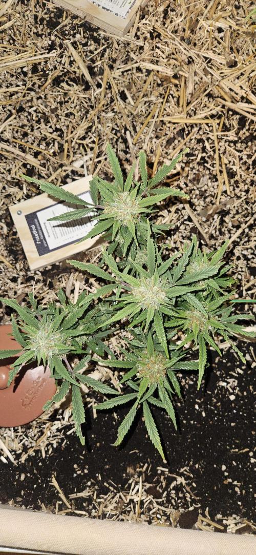 Green Poison SweetSeeds-ACE Zamaldelica. Week 17 - Zamaldelica 2 - Day 95