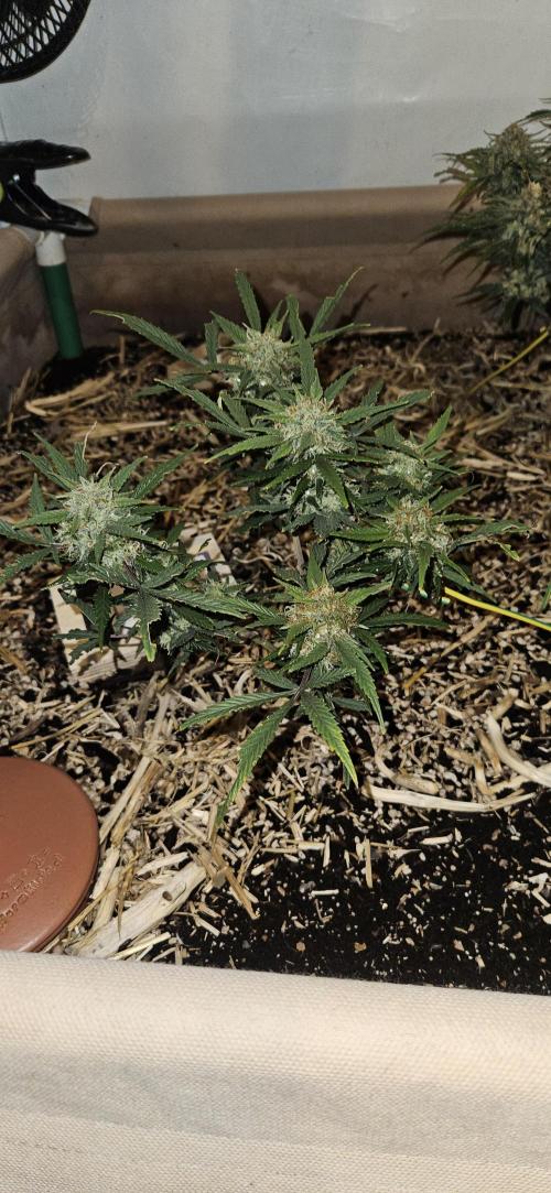 Green Poison SweetSeeds-ACE Zamaldelica. Week 17 - Zamaldelica 2 - Day 95