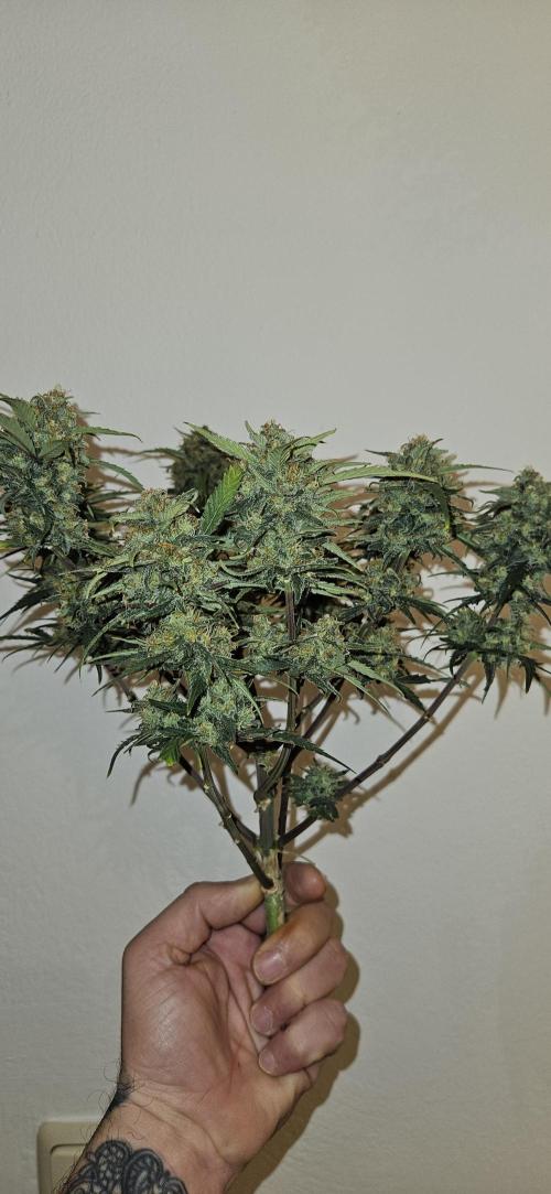 Green Poison SweetSeeds-ACE Zamaldelica. Week 18