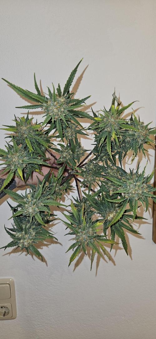 Green Poison SweetSeeds-ACE Zamaldelica. Week 18