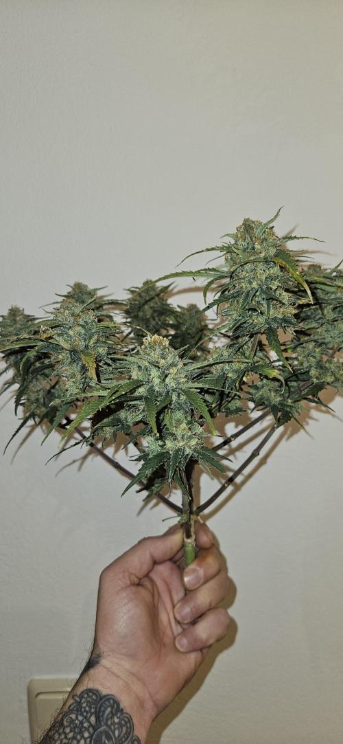 Green Poison SweetSeeds-ACE Zamaldelica. Week 18