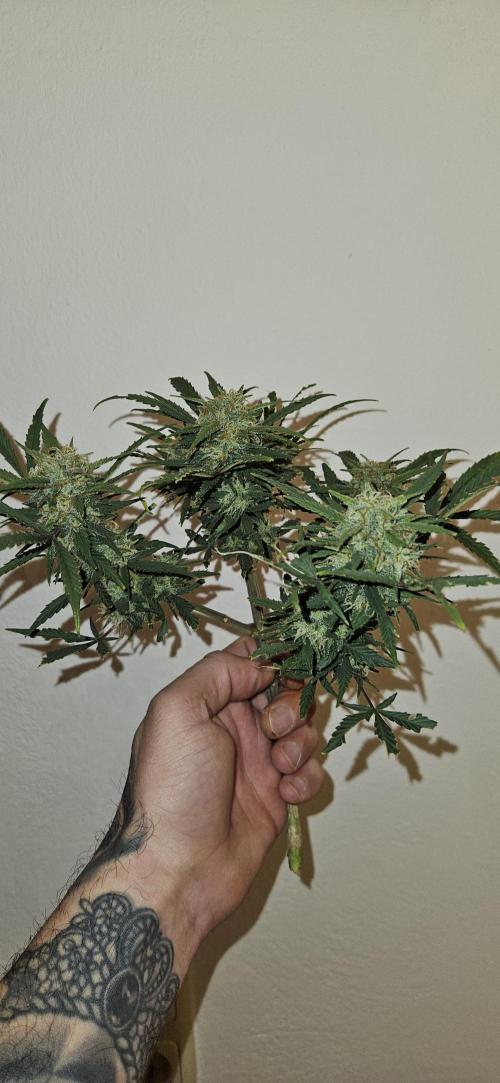 Green Poison SweetSeeds-ACE Zamaldelica. Week 18