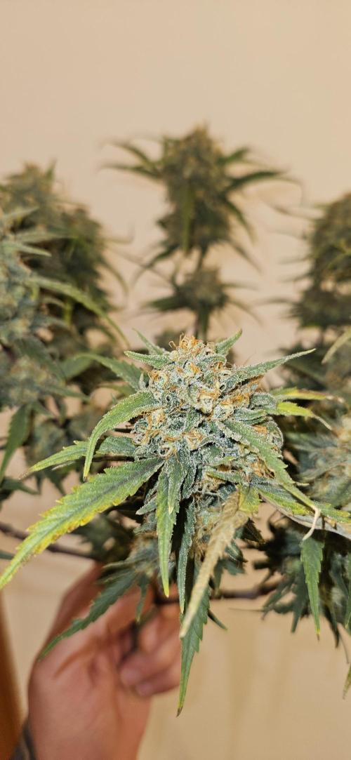 Green Poison SweetSeeds-ACE Zamaldelica. Week 18