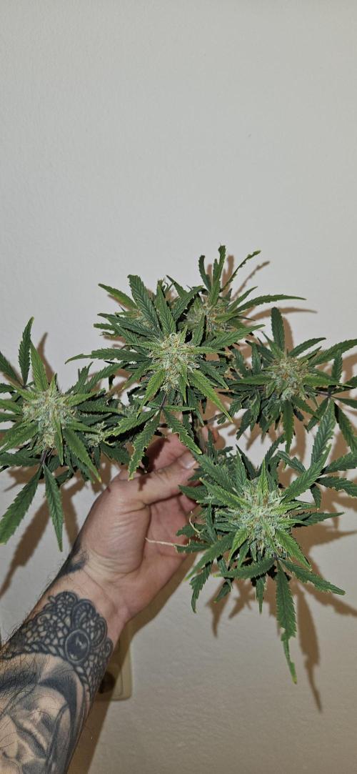 Green Poison SweetSeeds-ACE Zamaldelica. Week 18