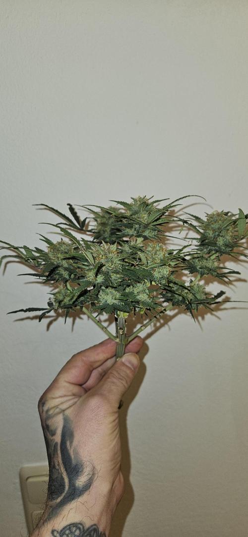 Green Poison SweetSeeds-ACE Zamaldelica. Week 18