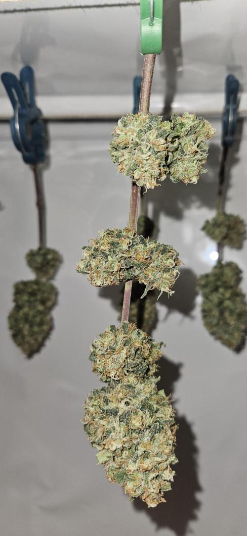 Green Poison SweetSeeds-ACE Zamaldelica. Week 18