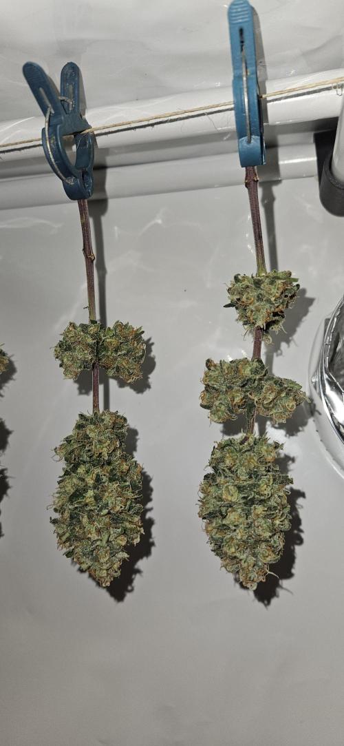 Green Poison SweetSeeds-ACE Zamaldelica. Week 18